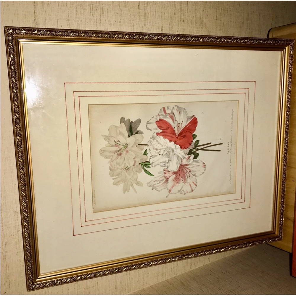 Antique Hand Colored Botanical Print Azaleas